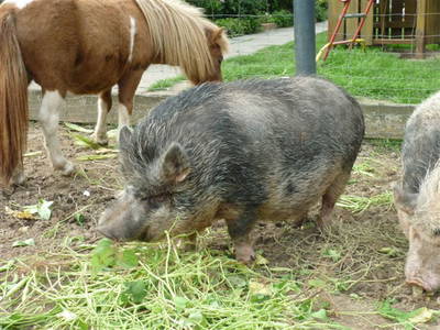 Bild 43 aus  Hof Schlossblick  " der etwas andere Bauernhof "