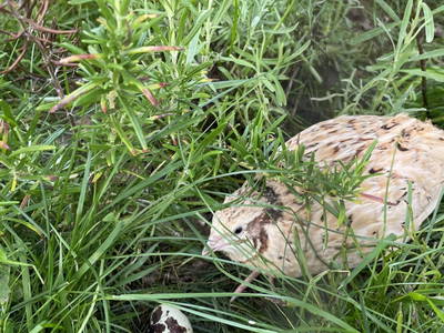 Unsere Wachtel mit einem Ei