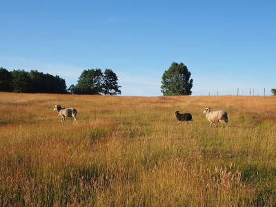 Gut Pälitzhof - Gotlandschafe