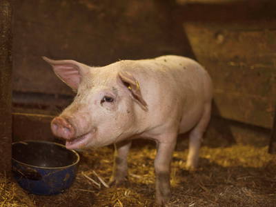 Bild 40 aus  BIO Bergbauernhof Inner-Glieshof