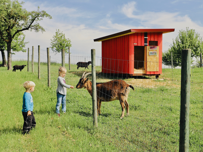 Bild 15 aus  Ferienhof König