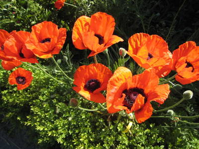 Unser Bauerngarten als Blütenvielfalt