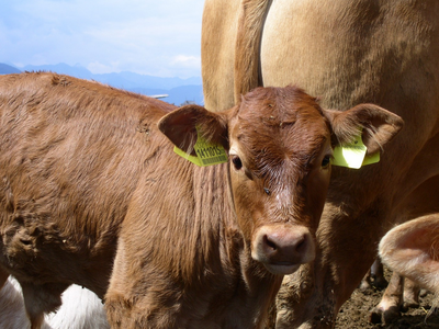 Bild 11 aus  Unterschöpferhof