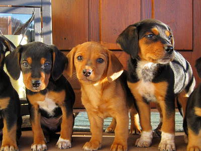 Bild 16 aus  Hanselehof