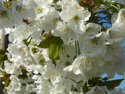 Bild 14 aus  Ferienwohnung Kiechle