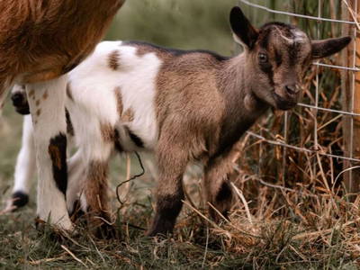 Bild 19 aus  Baumhotel Auszeit
