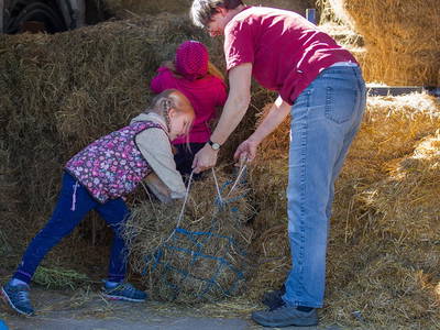 Bild 11 aus  Hof Letsch