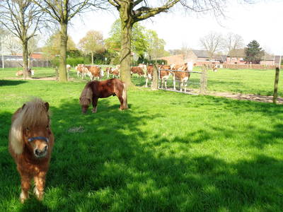 Bild 16 aus  Enkenshof