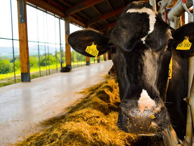 Bild 19 aus  Hof Keppel, der stromlose Urlaub