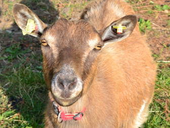 Bild 13 aus  Ferienhof Schlünzen