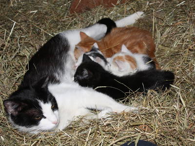 Bild 19 aus  Schlosshof - der Urlaubsbauernhof