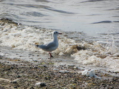 Strand Groß Schwansee