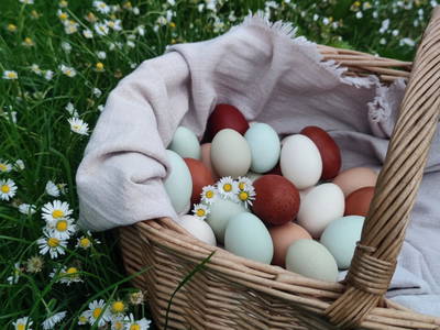 Bild 3 aus  Hof in de Wisch - Natur-Erlebnishof für Neugierige