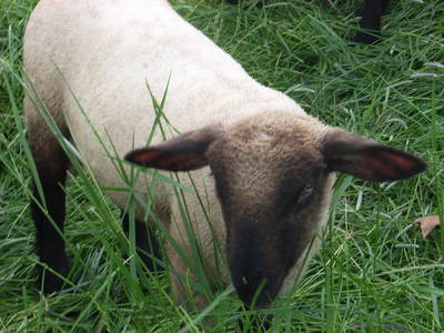 Bild 22 aus  Vejstrupgaard