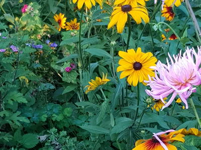 Bild 11 aus  WindWeiteWattenmeer Ferien in Tossens