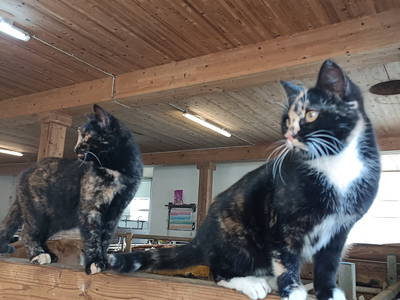 Bild 6 aus  LandSelection Ferienhof Neusacher-Moser