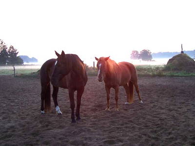 Bild 13 aus  Pferde- und Freizeithof Koplin
