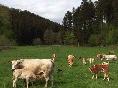 Bild 20 aus  Hof Hagdorn