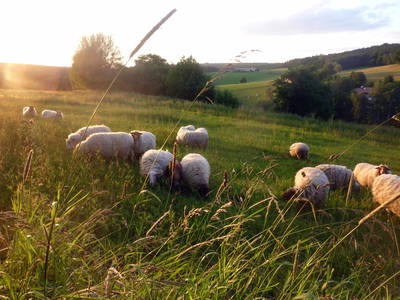 Bild 15 aus  Fenwick Farm