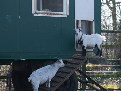 Bild 17 aus  Ferienhaus / Chalet auf dem Gestüt Lohhof mit Kinderreiten oder Pony Reiten