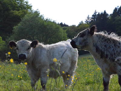 Bild 33 aus  LandSelection LANDGUT PFAUENHOF