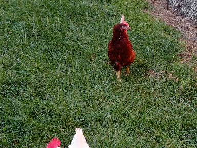 Bild 10 aus  Ferienhof Brömmelkamp - OLFEN- Sie haben ihr Ziel erreicht!