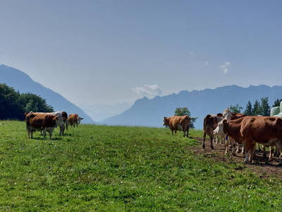 Bild 26 aus  Fuchsbauernhof