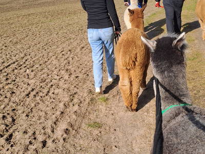 Bild 25 aus  Tiny House trifft Alpaka-Traum – Natururlaub mal anders!