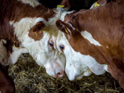 Bild 5 aus  Rittergut Schlüsselburg