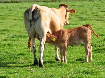 Bild 12 aus  Adrianenhof