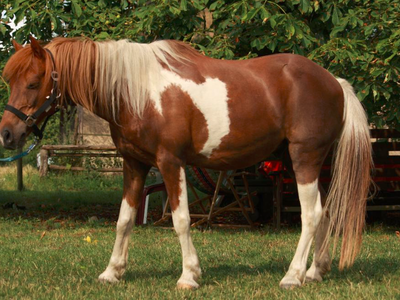 Bild 16 aus  Gutshof Hungerburg