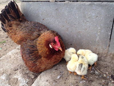 Bild 8 aus  Hannas Ranch