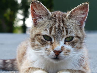 Bild 8 aus  Gut Wellingsbüttel