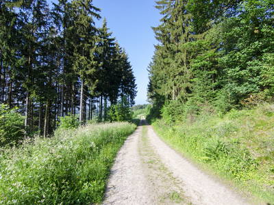 Bild 19 aus  Landurlaub im Sauerland auf dem Ferienhof Verse