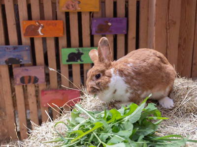 Bild 12 aus  Hof Wahls