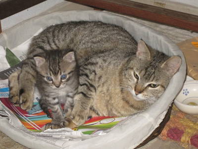 Bild 30 aus  Urlaub auf dem Lande zwischen den zwei Meeren - Apulien - Salento