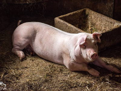 Bild 17 aus  Beim Schmied