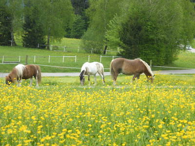 Bild 19 aus  Barmbichlhof