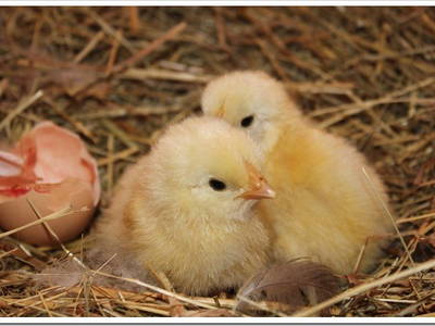 Bild 25 aus  Maison Cheval Blanc