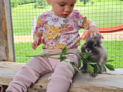 Bild 21 aus  Taxengut