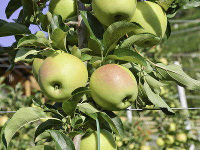 Bild 12 aus  Bachmannhof