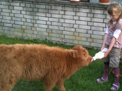 Bild 7 aus  Hannas Ranch