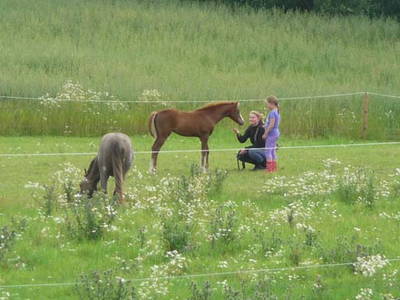 Bild 18 aus  Houdam Farm