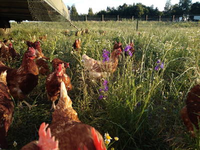 Bild 4 aus  Ferienbauernhof Neumühle