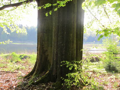 Bild 16 aus  Ferienhäuser in Waldhütten