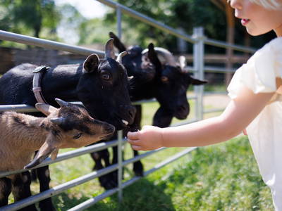 Bild 44 aus  Ferienhof Sonnengarten