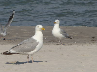 Bild 69 aus  Ferienhaus Gut Rattelvitz-INSEL RÜGEN