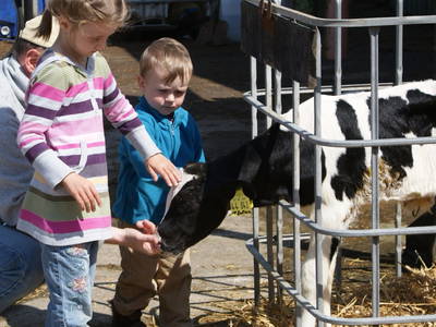 Kälber zum anfassen nah