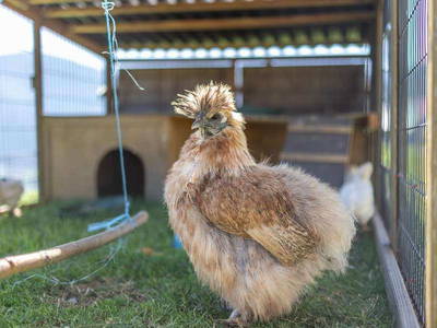 Bild 60 aus  Pirchnerhof