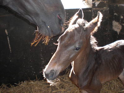 Bild 42 aus  Lindenhof